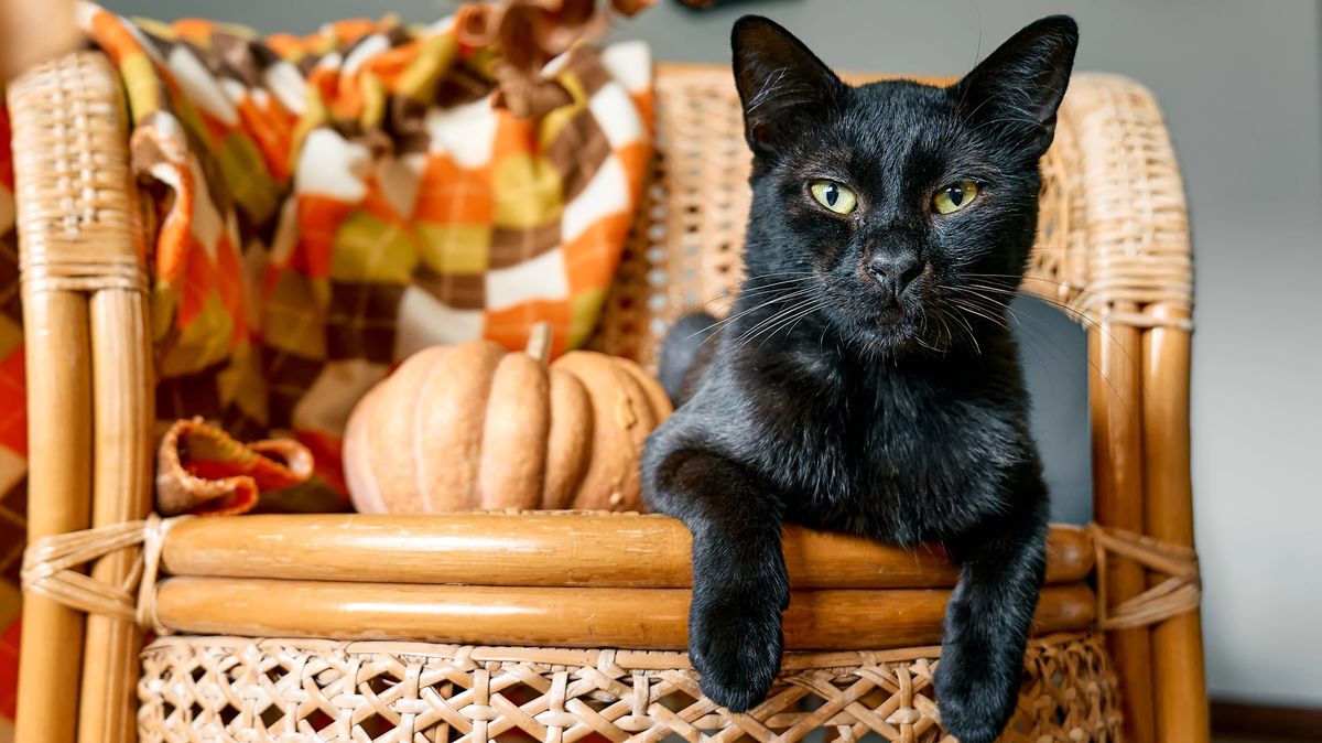 Španělské město zakázalo adopce černých koček, důvodem jsou halloweenské rituály